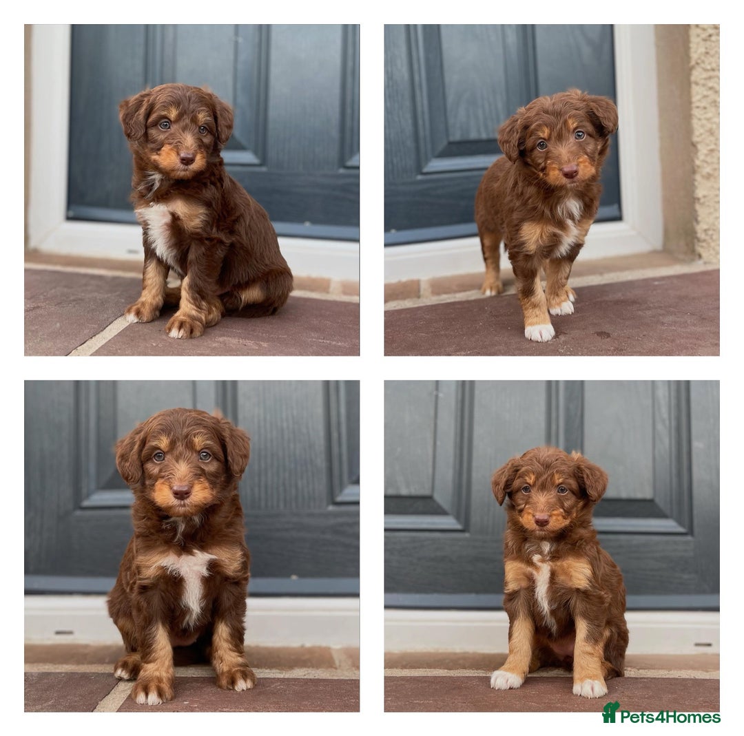 Bordoodle dogs for sale: OUTSTANDING *TRI COLOUR* MINIATURE BORDOODLES - Image 1