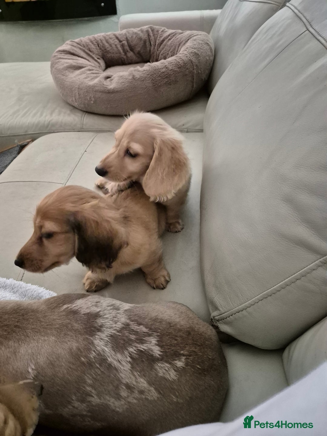 Miniature Dachshund dogs for sale: Miniature dachshunds Long haired cream KC reg  - Image 26