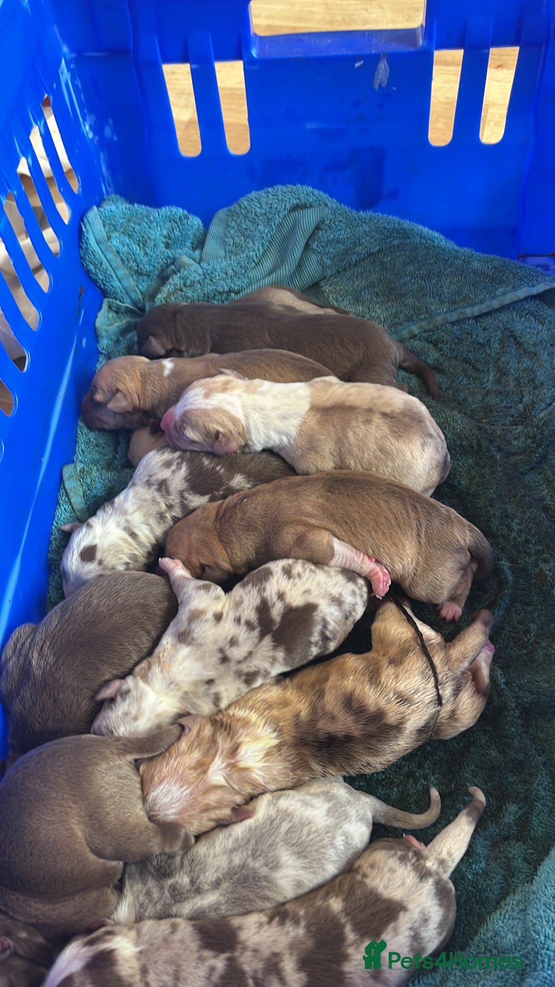American Bulldog dogs for sale: Bully pups ready to go in 9 weeks - Image 1