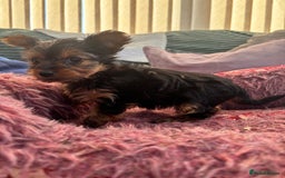 Yorkshire Terrier dogs for sale: Stunning Yorkshire terriers - Image 24
