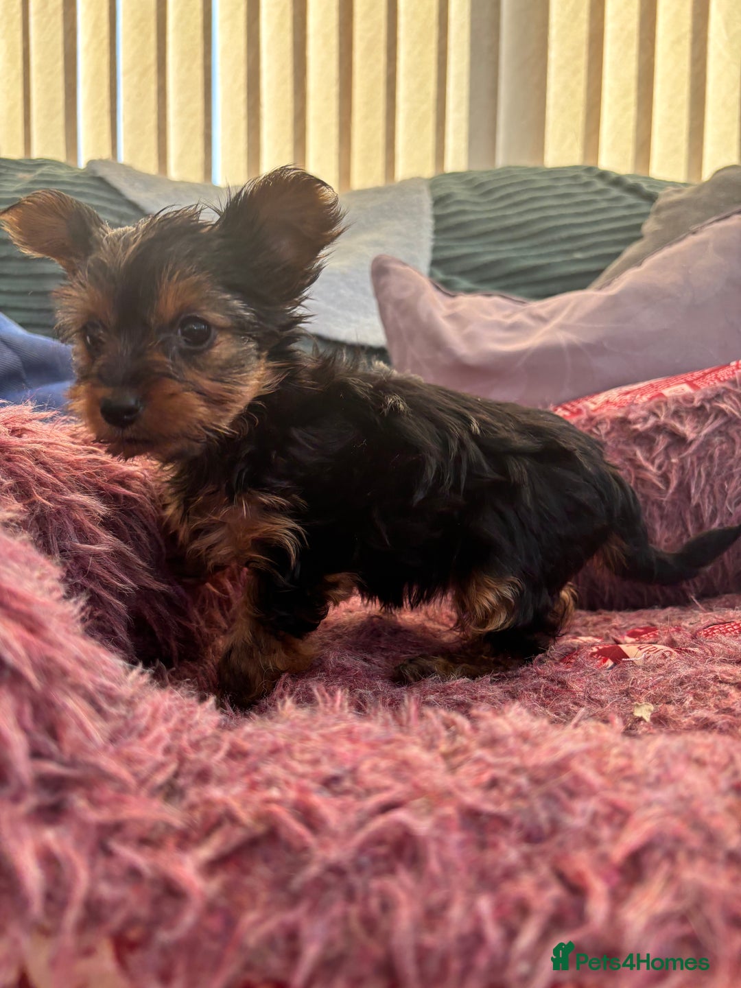 Yorkshire Terrier dogs for sale: Stunning Yorkshire terriers - Image 24