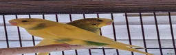 Budgerigars birds for sale: Baby budgies.  - Advert 2