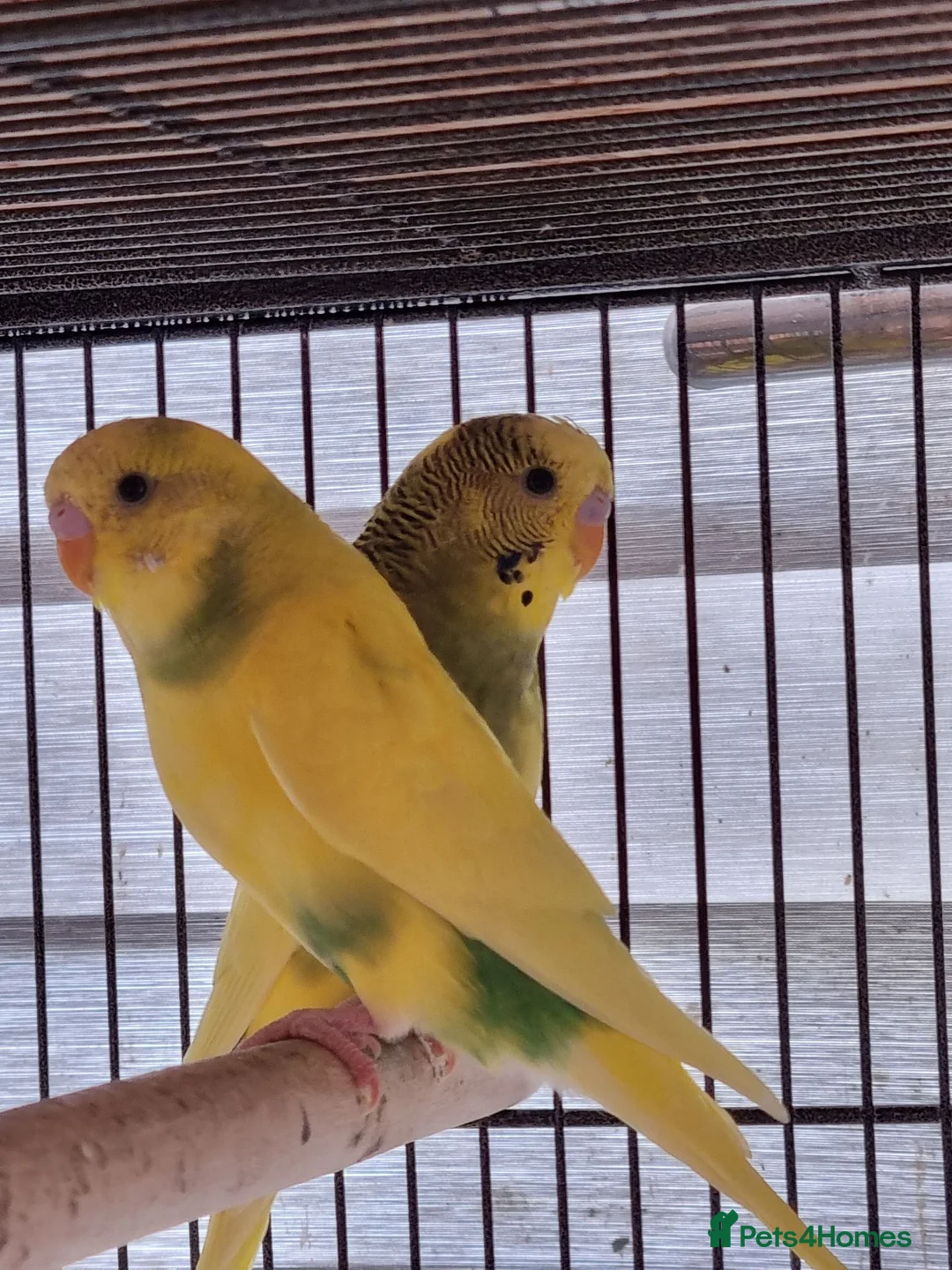 Budgerigars birds for sale: Baby budgies.  - Advert 2