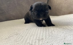 French Bulldog dogs for sale: French bulldogs puppy’s for sale - Advert 25
