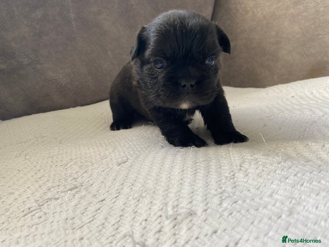 French Bulldog dogs for sale: French bulldogs puppy’s for sale - Advert 25