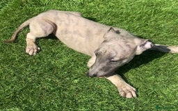 Whippet dogs for sale: Kc whippet pups  - Image 24