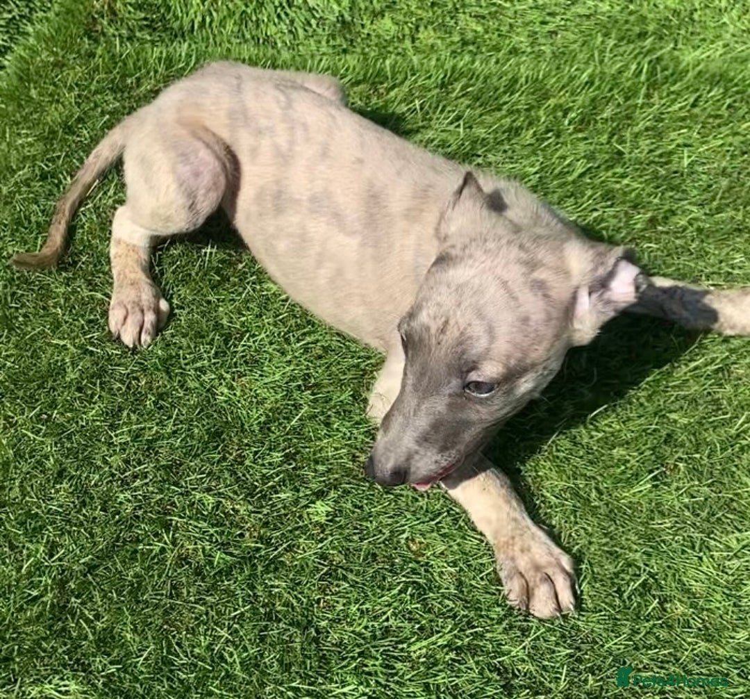 Whippet dogs for sale: Kc whippet pups  - Image 24