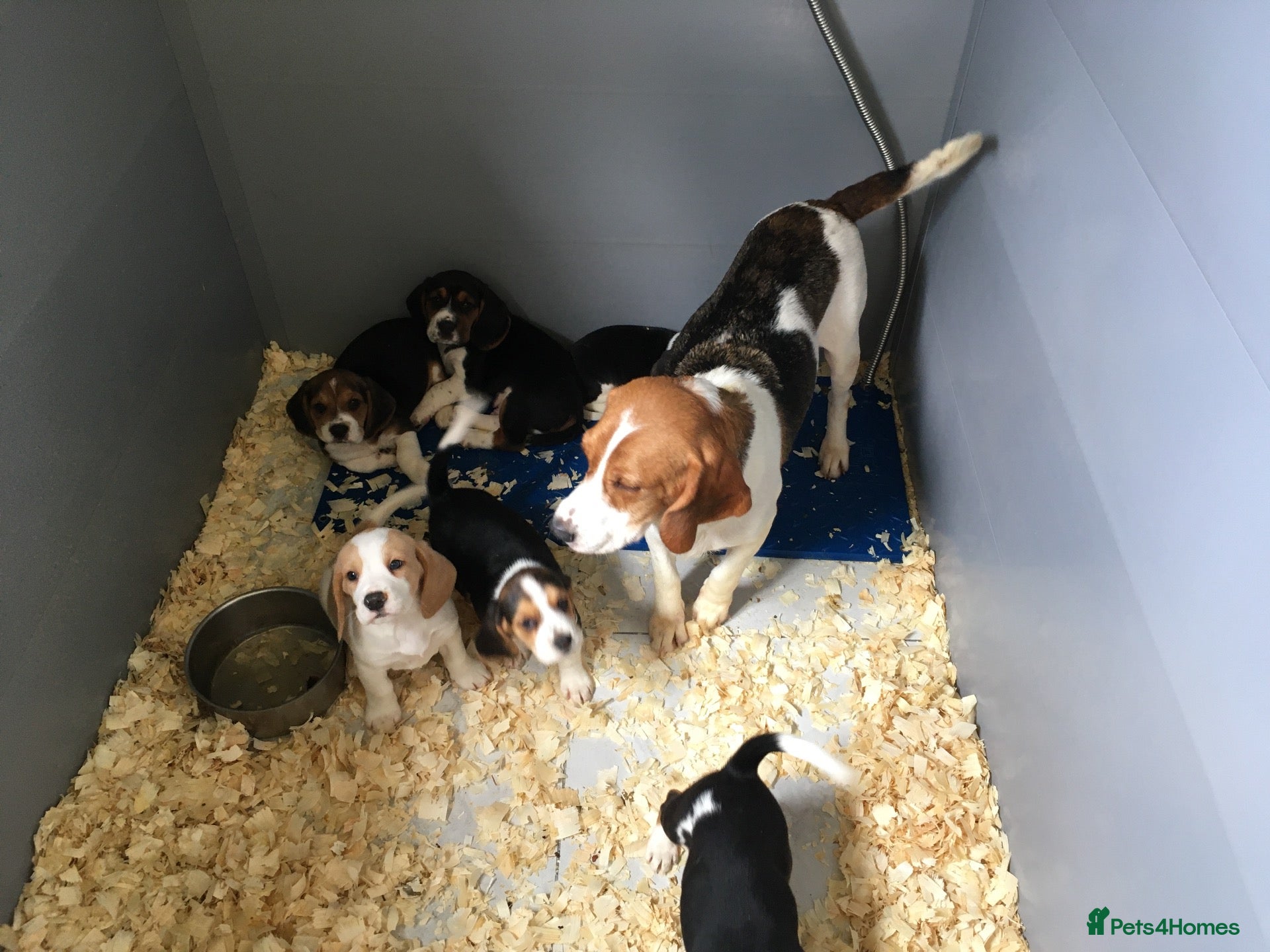 Beagle dogs Beagle pups - Advert 17