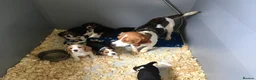 Beagle dogs for sale: Beagle pups - Advert 1