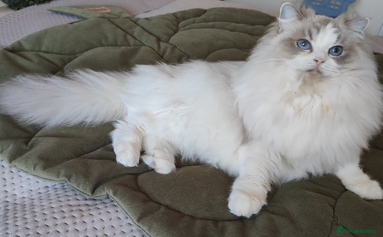 Ragdoll cats - Advert 6