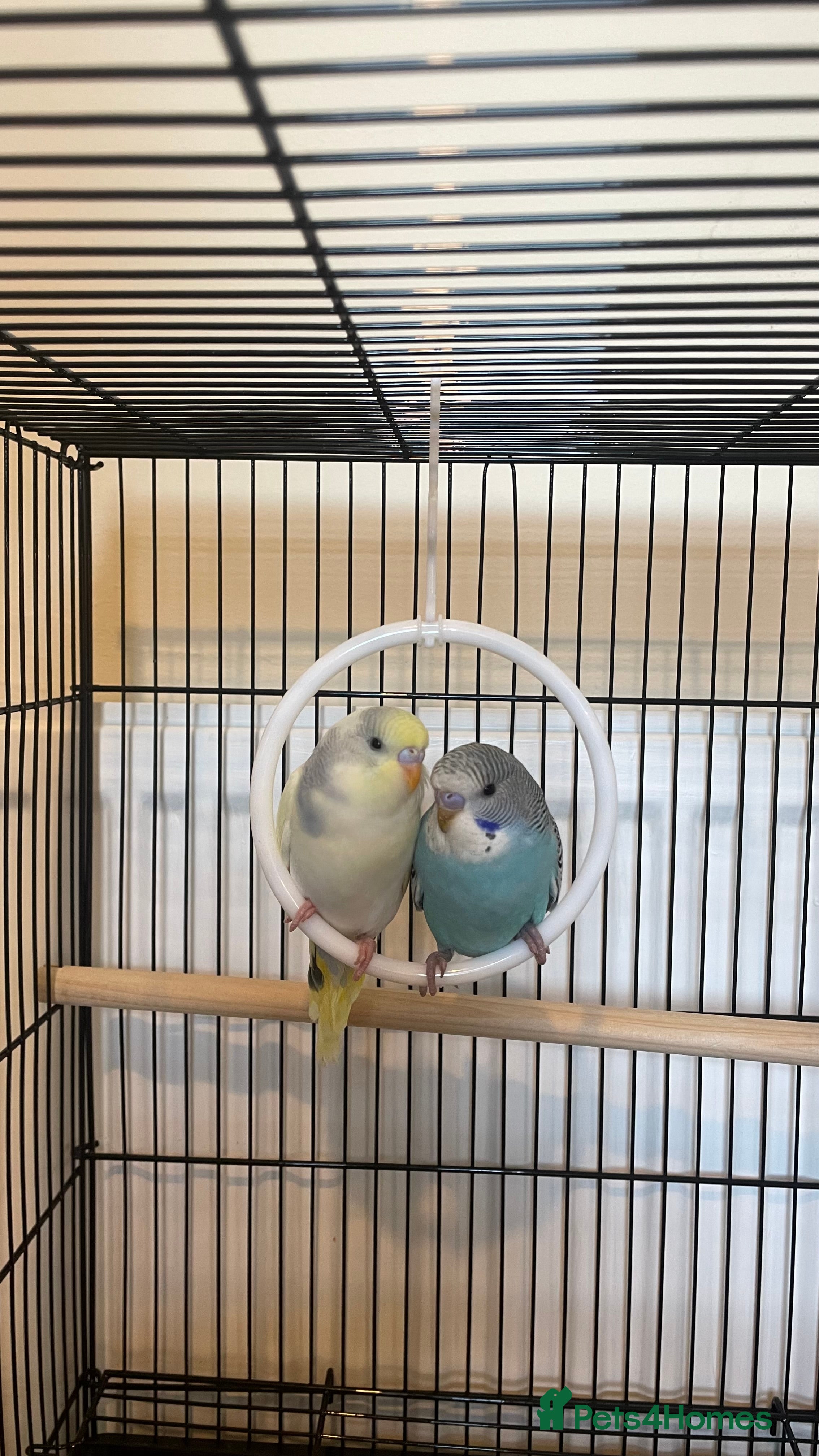 Budgerigars birds Baby budgies - Advert 1