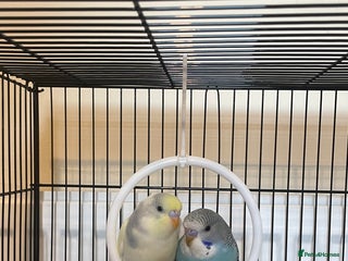 Budgerigars birds Baby budgies - Advert 1