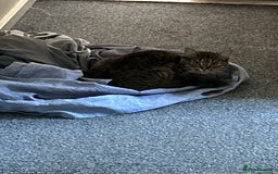 European cats for sale: 3 Female cats  - Advert 3