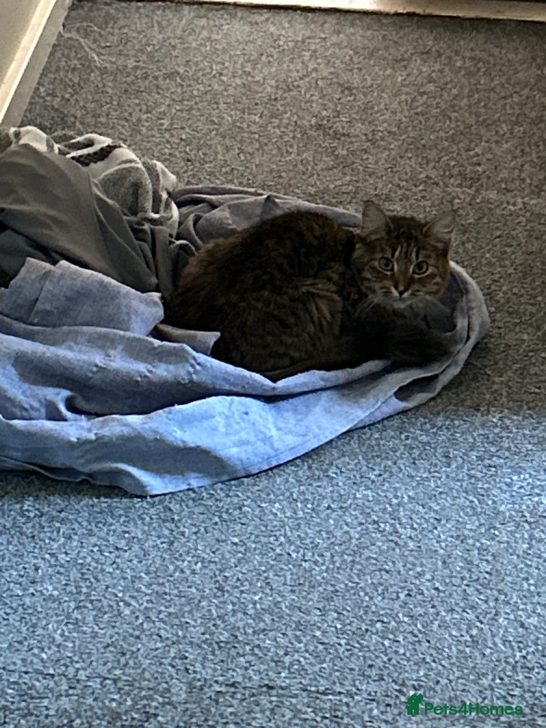 European cats for sale: 3 Female cats  - Advert 3