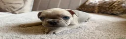 French Bulldog dogs for sale: French bulldog puppies - Advert 9