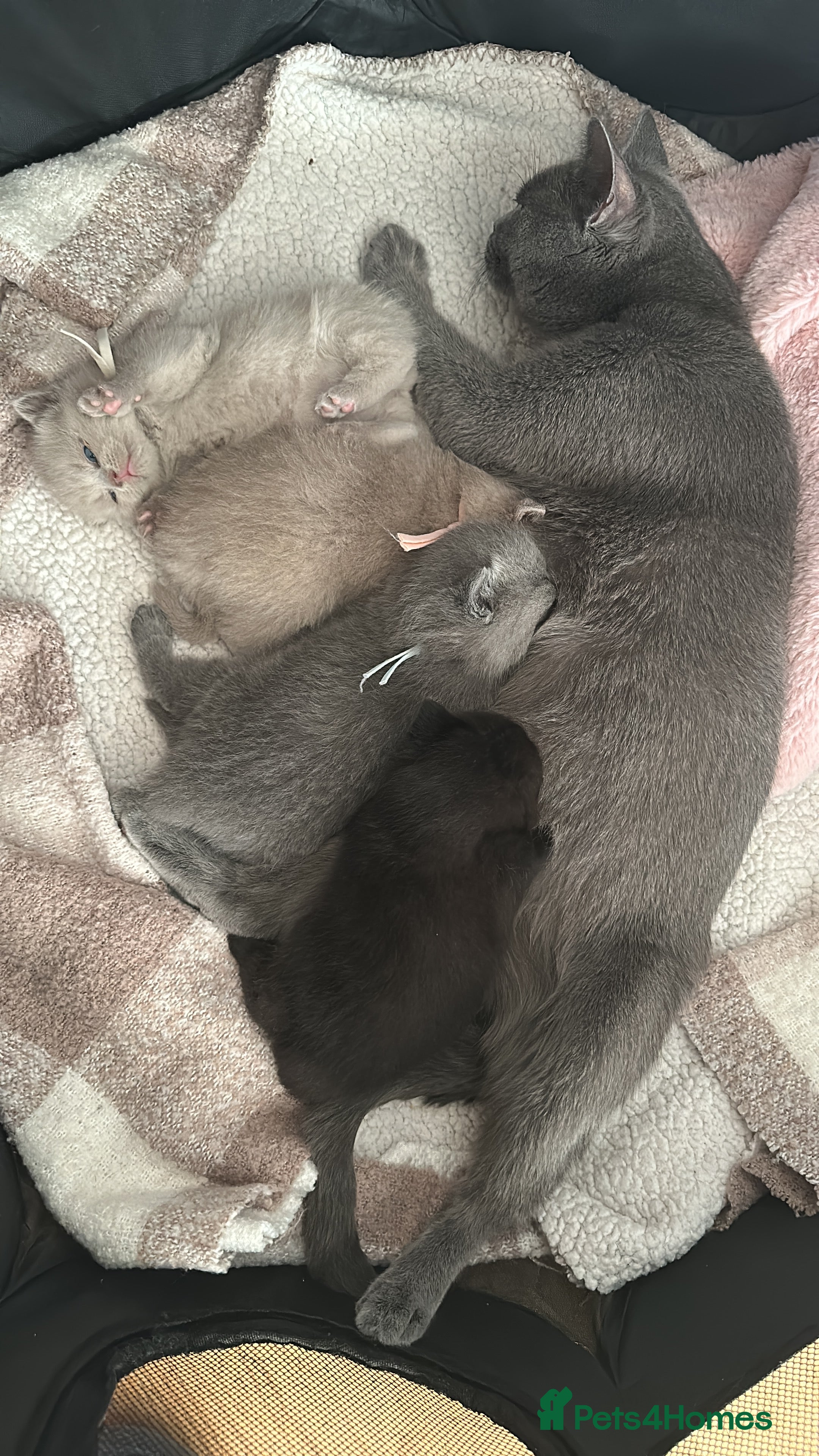 British Shorthair cats My Gorgeous kittens 😻looking for new home❤️ - Advert 3