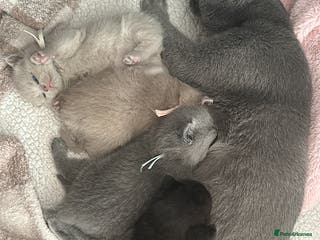 British Shorthair cats My Gorgeous kittens 😻looking for new home❤️ - Advert 1