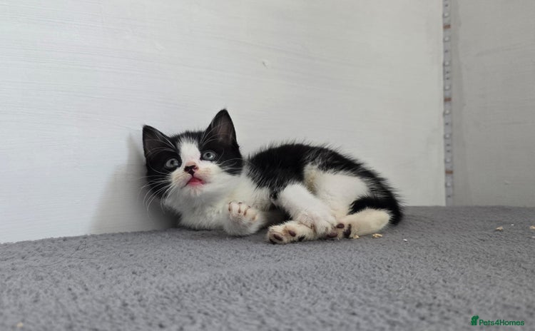 Mixed Breed cats - Advert 1
