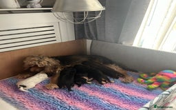 Cocker Spaniel dogs for sale: Cocker spaniel puppies - Image 13