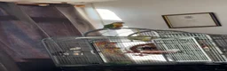 Conures birds for sale: Pineapple conure & cage 3 years old - Advert 1
