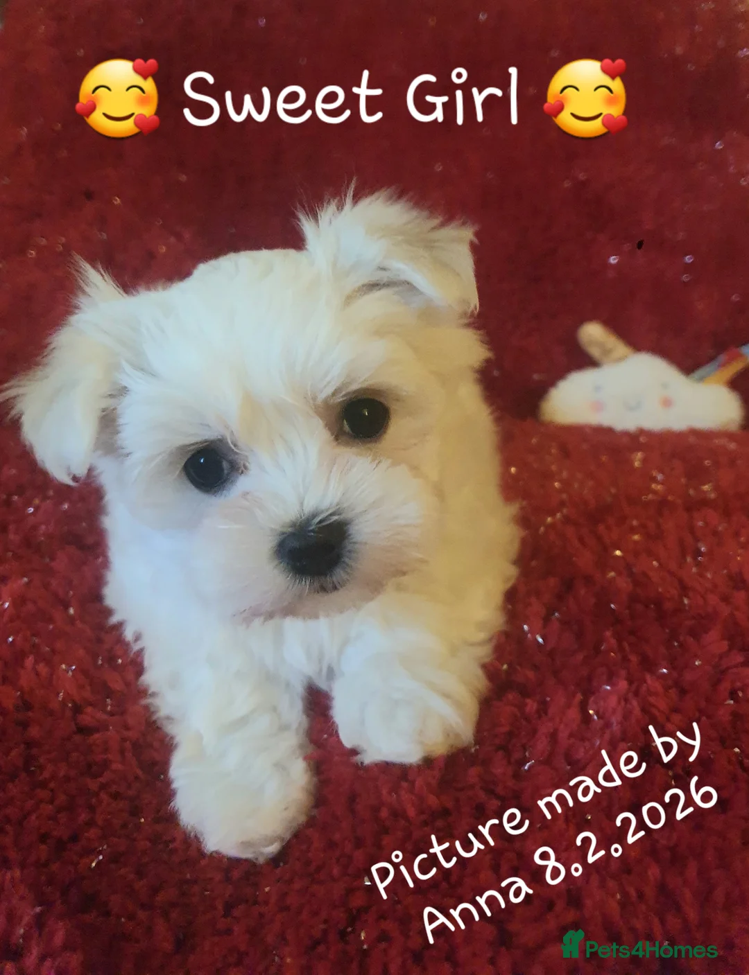 Maltese dogs for sale: Maltese ♡ Pedigree ♡  - Advert 10