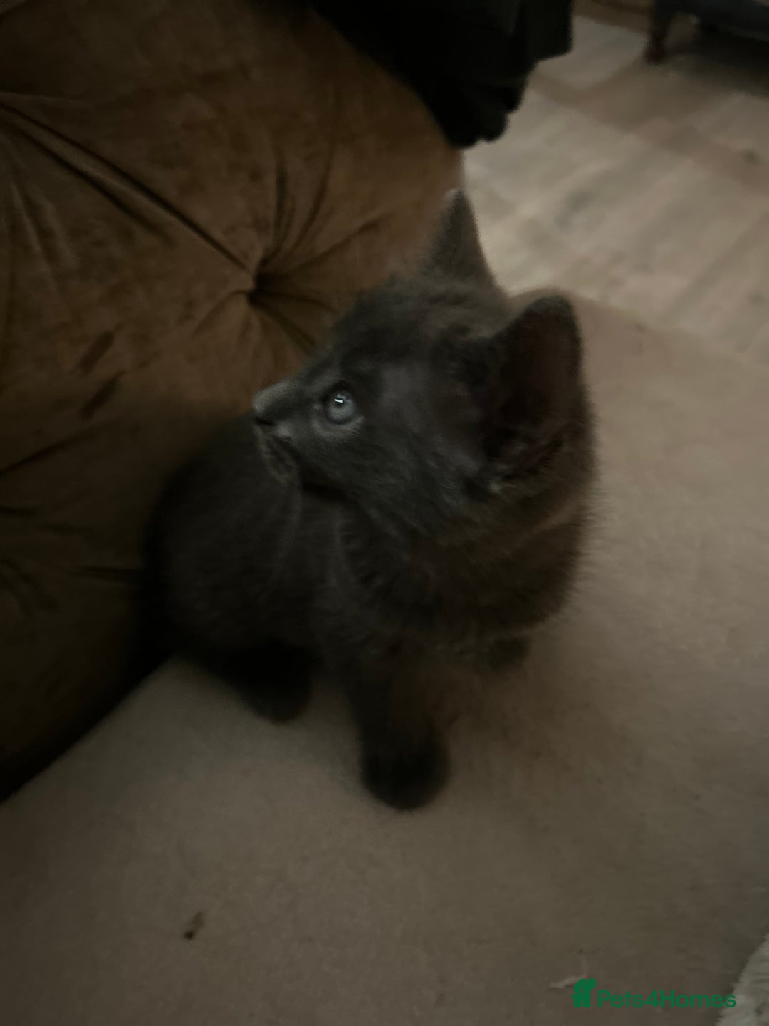 Ragdoll cats for sale: 4 adorable kittens - Image 2