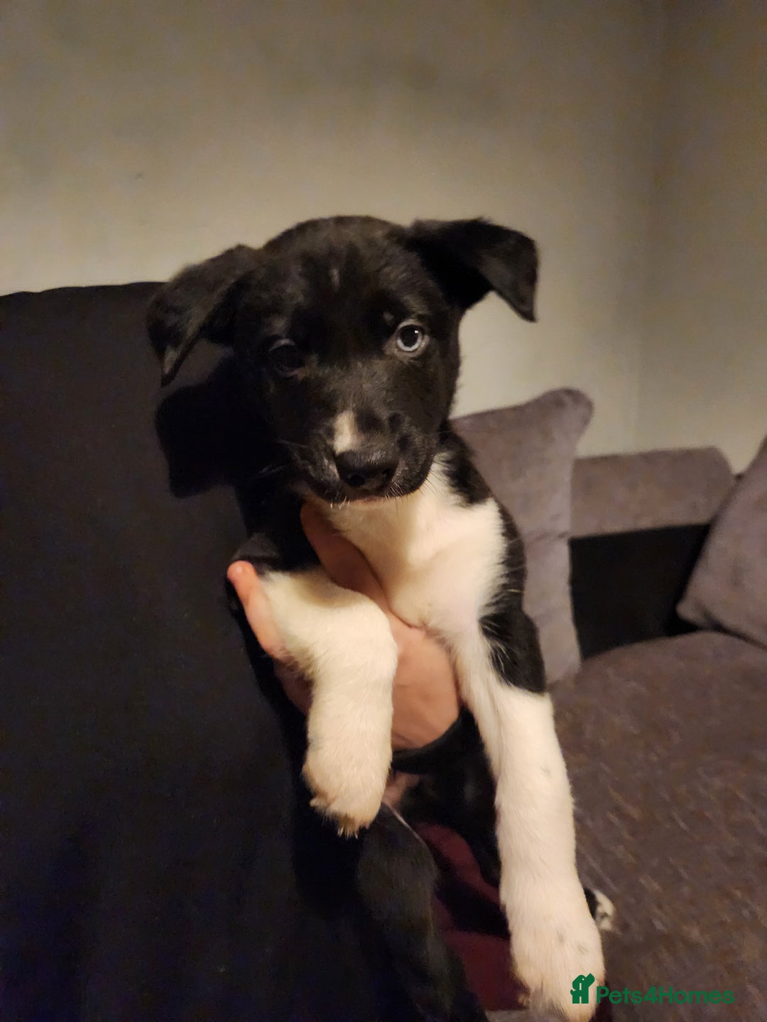 Border Collie dogs for sale: Border collie puppies - Advert 2