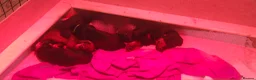 Miniature Dachshund dogs for sale: Miniature dachshund babies  - Advert 3