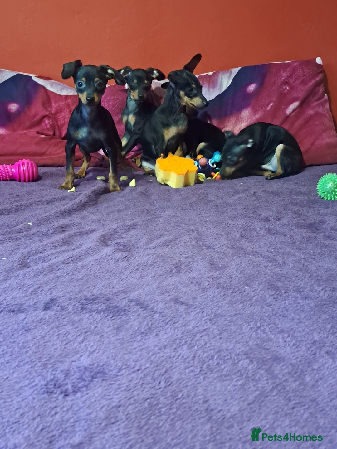 Miniature Pinscher dogs for sale: Miniature Pinscher Puppies 🐾   - Advert 5