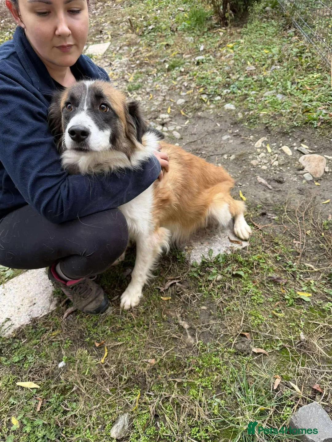Mixed Breed dogs for adoption: Meet Musketeer,  currently residing in Fife - Advert 7