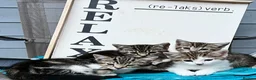 Mixed Breed cats for sale: beautiful kittens  in Slough - Advert 3