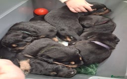 Mixed Breed dogs for sale: Boarder Rottie puppies  - Image 1