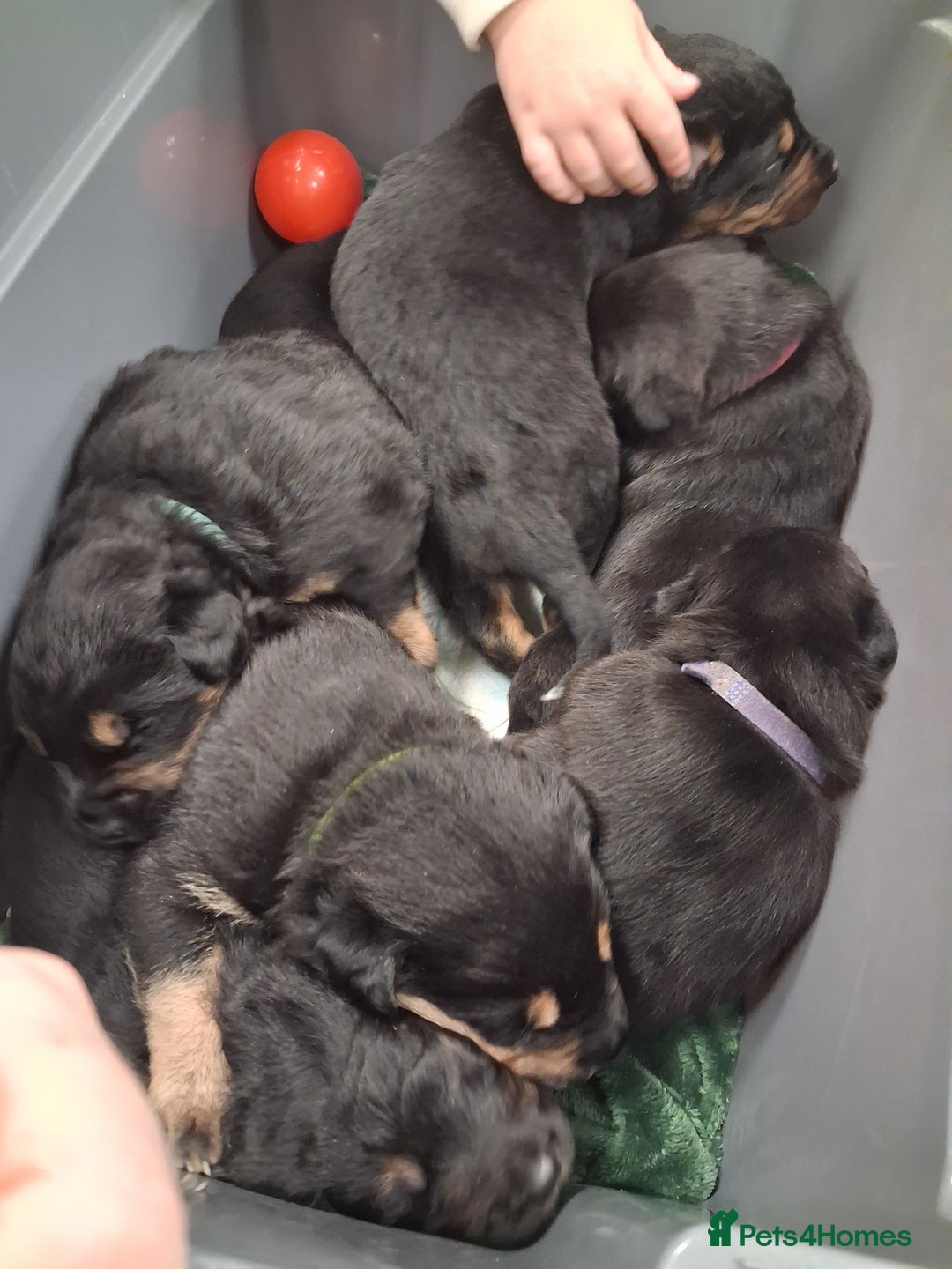 Mixed Breed dogs for sale: Boarder Rottie puppies  - Image 1