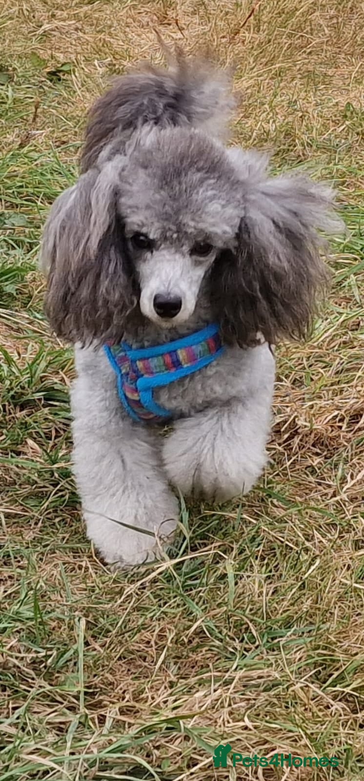 Toy Poodle dogs Silver K.C Reg neutered male toy poodle 4 year old - Advert 1