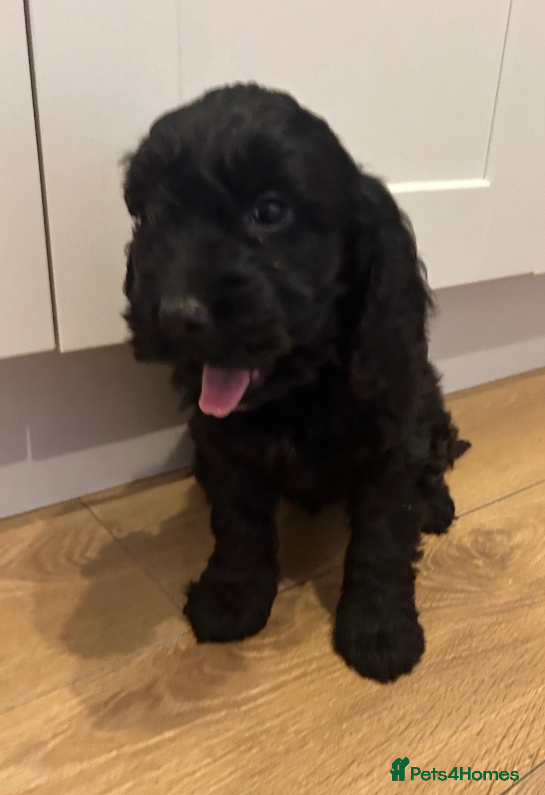 Cockapoo dogs Stunning Cockapoo Puppies  - Advert 16