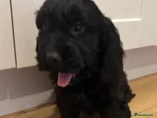 Cockapoo dogs Stunning Cockapoo Puppies - Advert 16