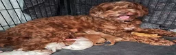 Australian Labradoodle dogs for sale: 100% Genuine Australian Labradoodle Puppies  - Advert 2