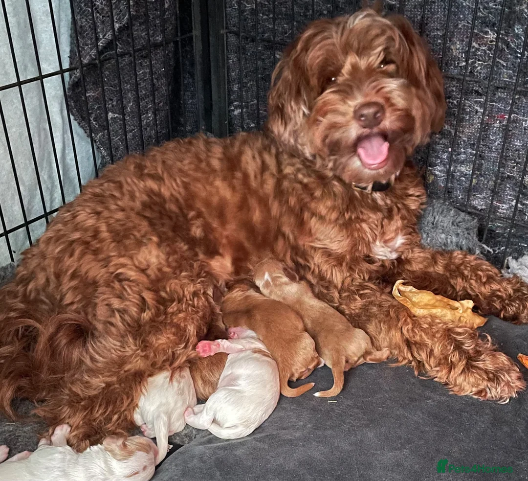 Australian Labradoodle dogs for sale: 100% Genuine Australian Labradoodle Puppies  - Advert 2