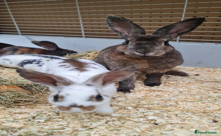 Rex rabbits - Advert 12