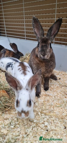 Rex rabbits - Advert 1