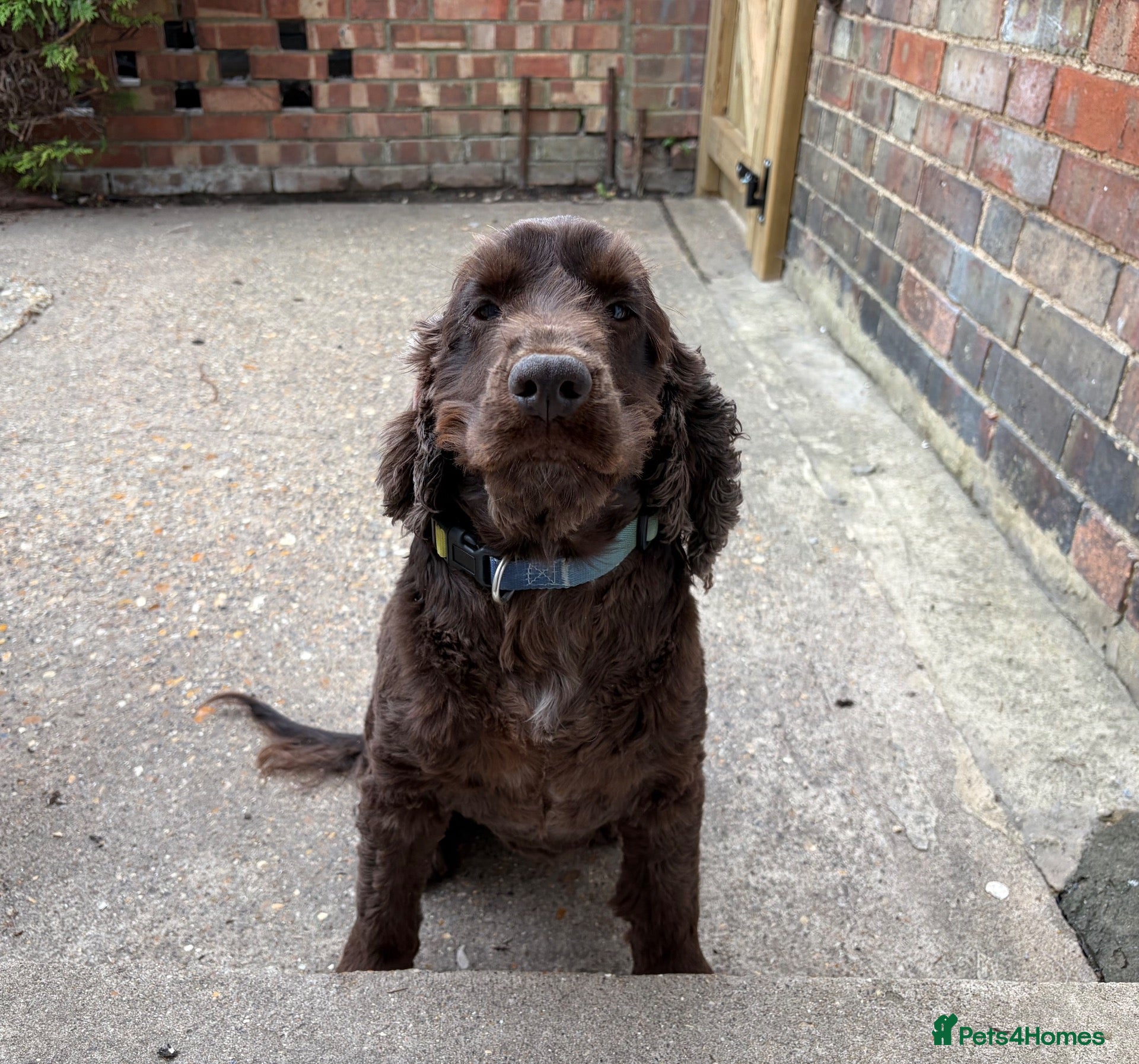 Cocker Spaniel dogs 3 year old male show cocker  - Advert 16