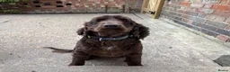 Cocker Spaniel dogs for sale: 3 year old male show cocker  - Advert 1