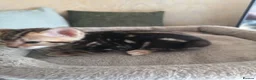 Mixed Breed cats for sale: Half and full Bengal  - Advert 14