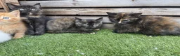 Mixed Breed cats for sale: 5 beautiful kittens - ready to leave now  - Advert 5