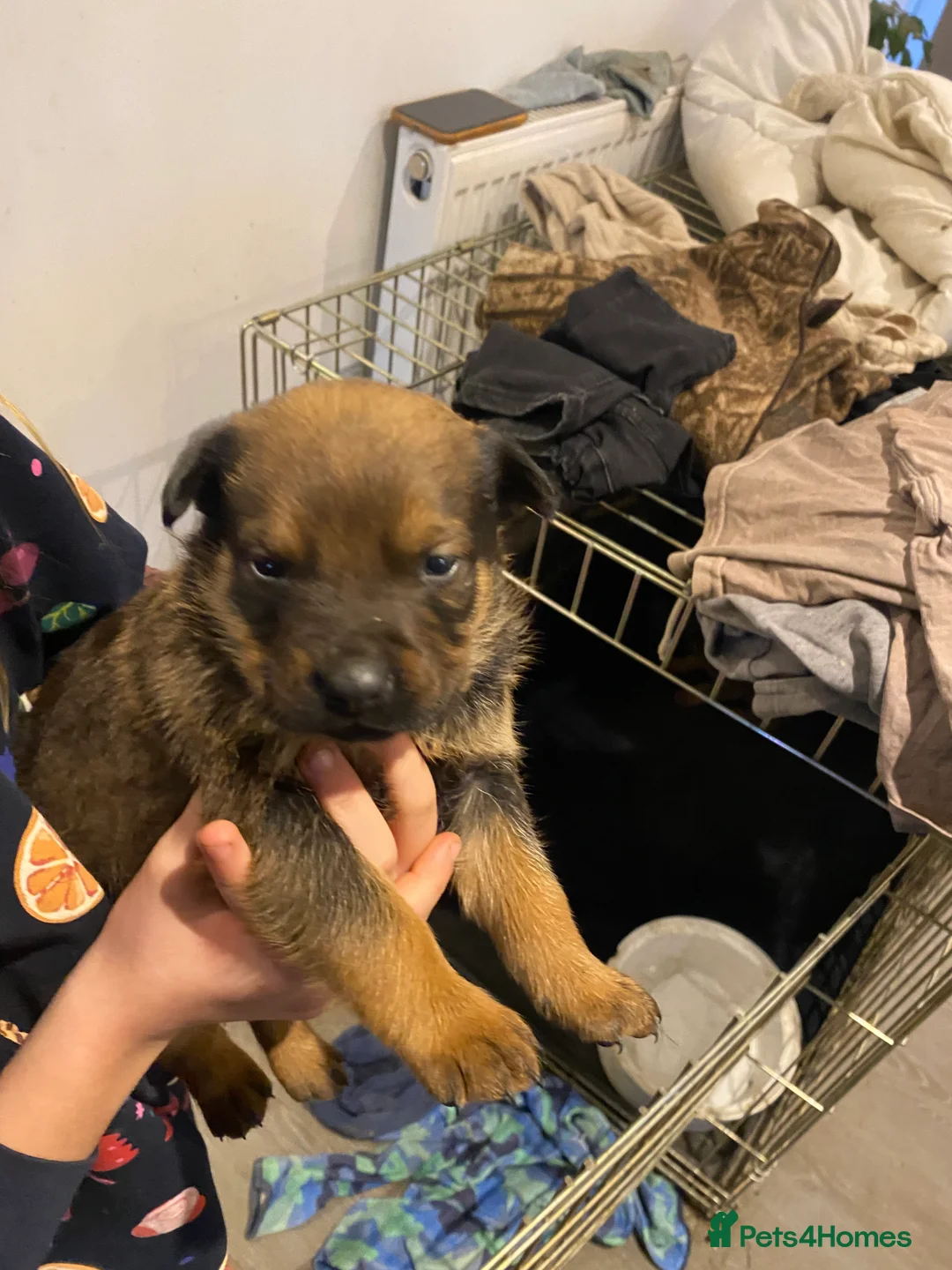Mixed Breed dogs for sale: Rottweiler x malinois  - Advert 4