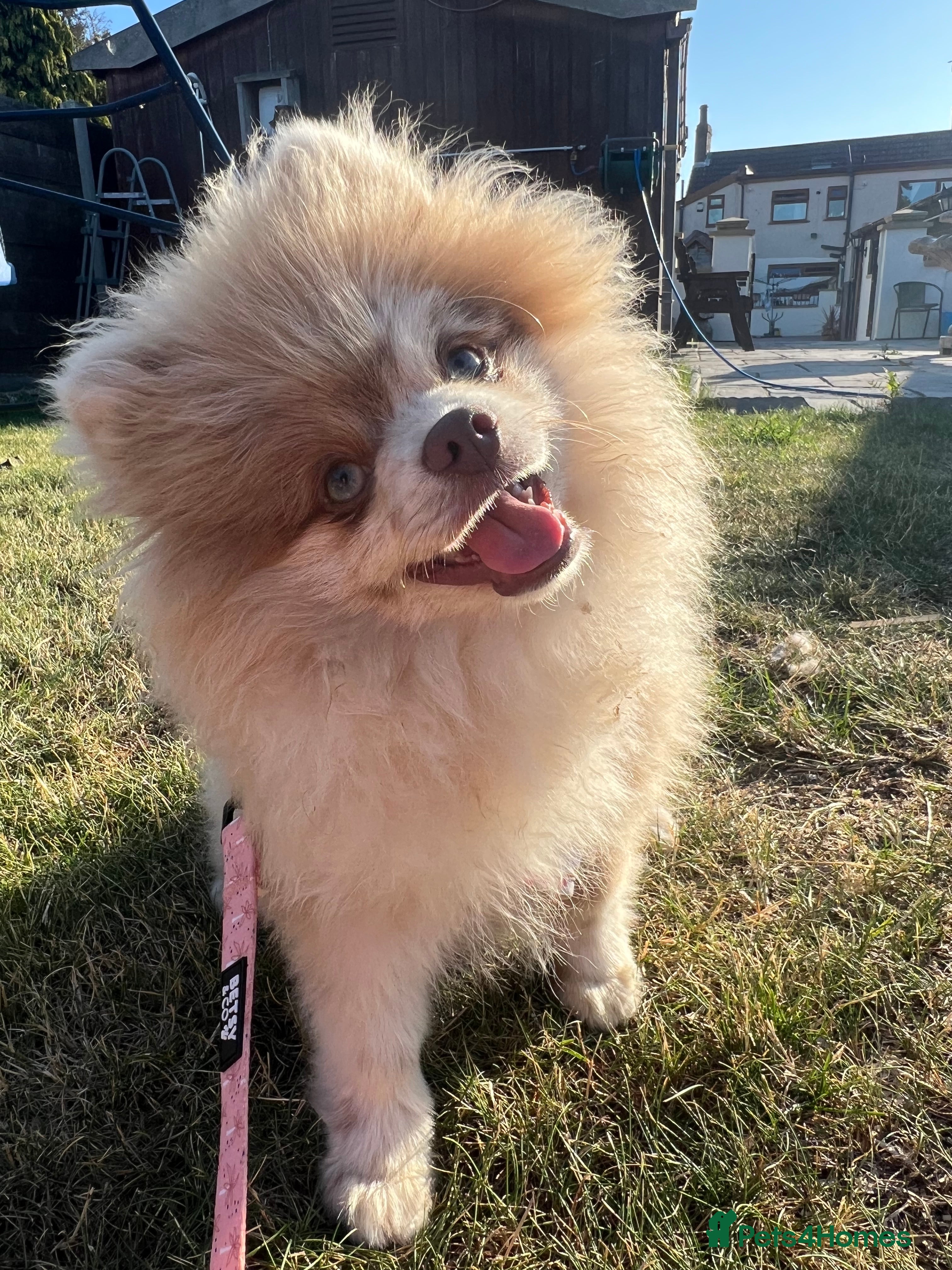 Pomeranian dogs 💜🧸 PROVEN LILAC MEARLE STUD BOY 🧸💜 - Advert 17