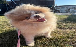 Pomeranian dogs for stud: 💜🧸 PROVEN LILAC MEARLE STUD BOY 🧸💜 - Image 3