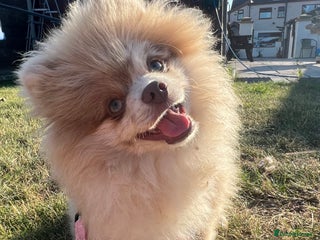 Pomeranian dogs 💜🧸 PROVEN LILAC MEARLE STUD BOY 🧸💜 - Advert 19