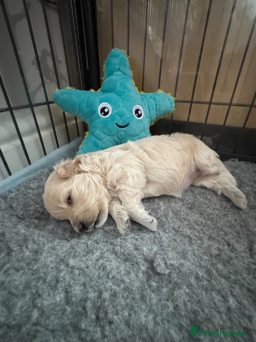 Maltipoo dogs for sale: Stunning F1 Maltipoo pups (newly advertised) - Advert 1