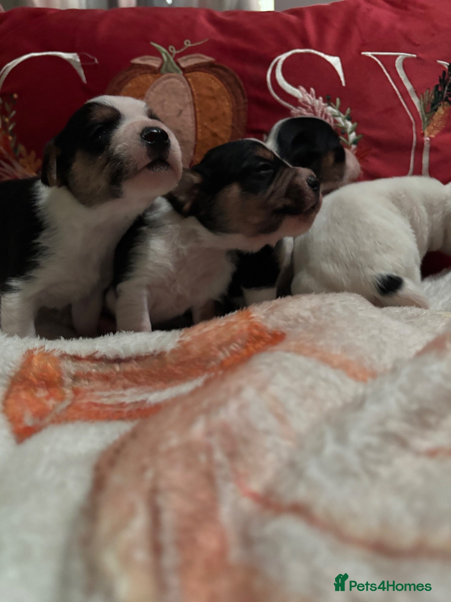 Mixed Breed dogs Gorgeous little Parson x Jack Russell babies  - Advert 1